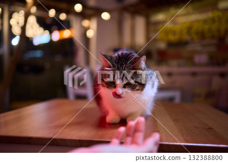 A Cute Cat lounging comfortably in a Bright and inviting Living Room filled with light 132388800