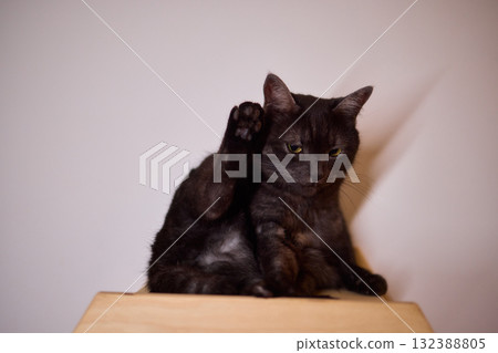 Playful Cat Yoga Enjoying a Cozy Stretching Moment Together with Your Feline Friend Playful Cat Yoga Enjoying a Cozy Stretching Moment Together with Your Feline Friend 132388805