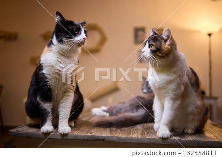 Two incredibly adorable cats are sharing a delightful moment together in a cozy indoor space 132388811