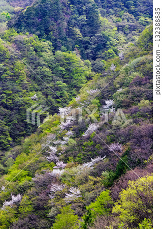 位於奧秩父市中津川溪谷,靠近龍神山登山口,綠樹成蔭,野櫻花盛開 位於奧秩父市中津川溪谷,靠近龍神山登山口,綠樹成蔭,野櫻花盛開 132388885