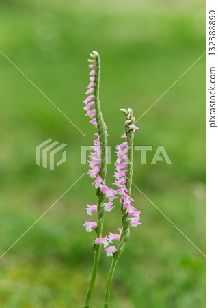 Spiranthes sinensis 132388890