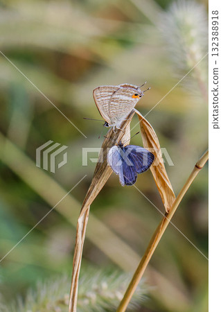 空心菜和大和Shijimi 空心菜和大和Shijimi 132388918