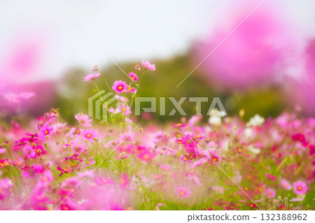 宮殿之下大波斯菊廣園迎來了大波斯菊季 132388962