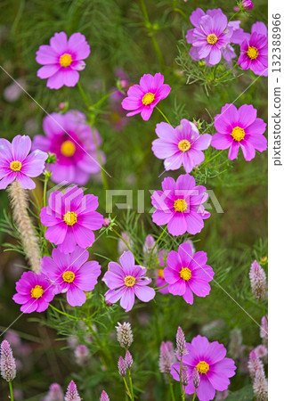 Cosmos season has arrived at Miyanoshita Cosmos Hiroen 132388966