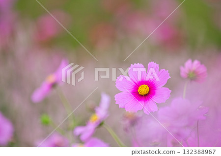 宮殿之下大波斯菊廣園迎來了大波斯菊季 132388967