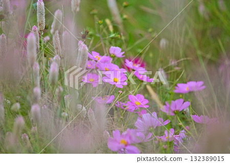 Cosmos season has arrived at Miyanoshita Cosmos Hiroen 132389015