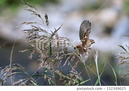 黑喉鴝 黑喉鴝 132389025