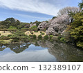 Cherry blossoming Japanese garden 132389107