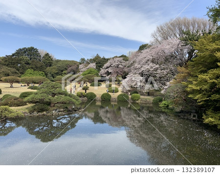 櫻花盛開的日本庭園 132389107