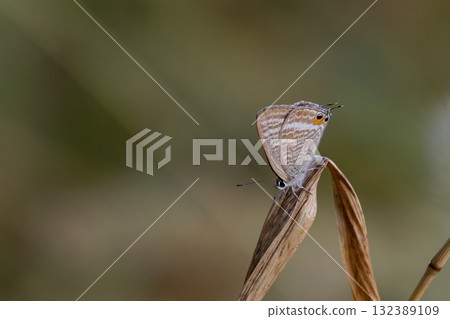 一隻蘆葦狀的蝴蝶停在枯草上 132389109