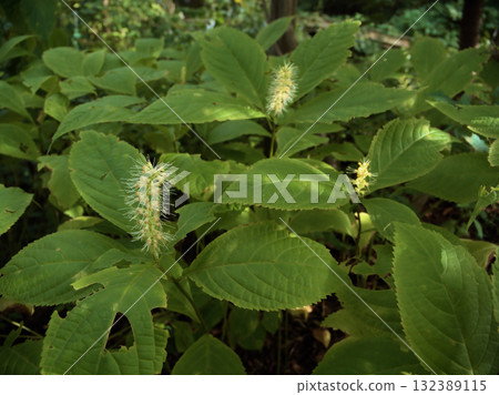 The lovely Tenninsou (Citrus arvensis) blooming in October 132389115