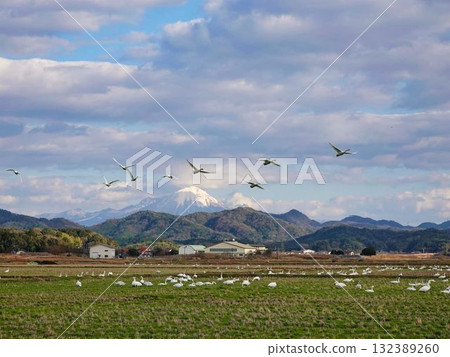 Whooper swans descending onto rice fields Whooper swans descending onto rice fields 132389260