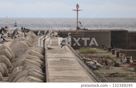 Herons flocking to Cape Hado 132389295