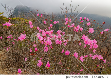 The misty Ryokami mountain ridge seen from Hatcho Ridge, where Akayashio Azalea blooms 132389297