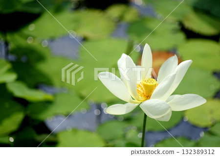 在農村看到的蓮花 132389312