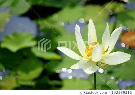 在農村看到的蓮花 在農村看到的蓮花 132389316