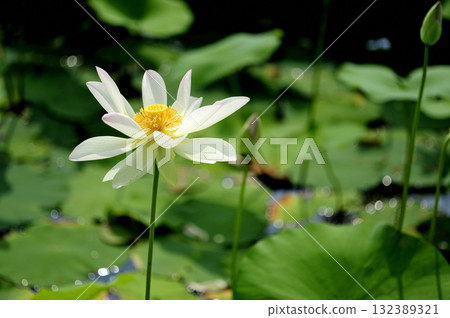 在農村看到的蓮花 在農村看到的蓮花 132389321