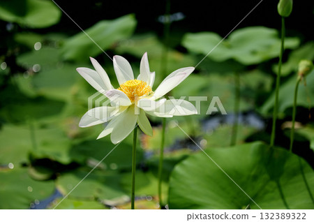 在農村看到的蓮花 132389322