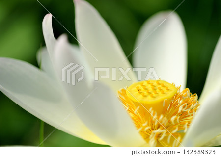 在農村看到的蓮花 132389323