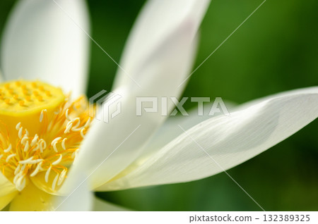 在農村看到的蓮花 在農村看到的蓮花 132389325