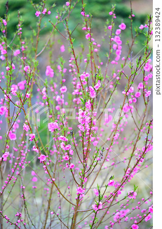 Peach blossoms in full bloom in early spring in the village of Higashichichibu 132389424