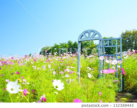 ak野鈴蘭丘陵公園的北海道宇宙景觀 132389443