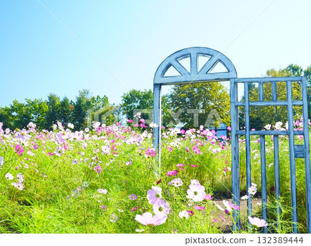 秋天的北海道瀧野鈴蘭之丘公園波斯菊場 秋天的北海道瀧野鈴蘭之丘公園波斯菊場 132389444