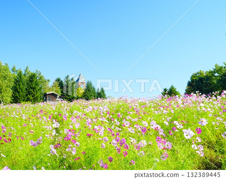 秋天的北海道瀧野鈴蘭之丘公園波斯菊場 132389445