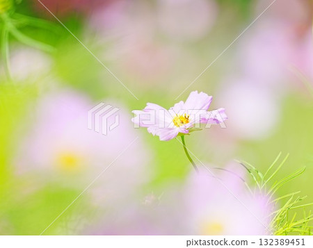 美麗的宇宙 美麗的宇宙 132389451