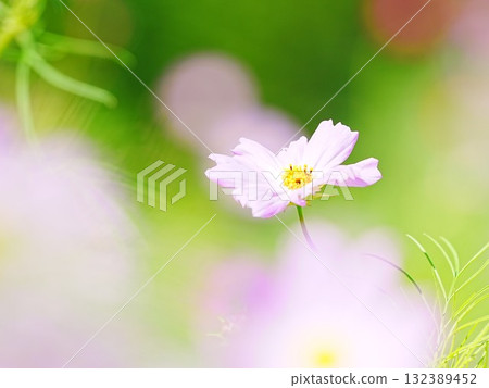 Beautiful Cosmos 132389452