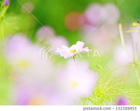 美麗的宇宙 美麗的宇宙 132389453