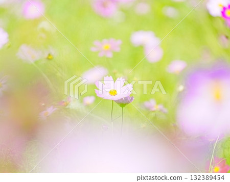 Beautiful Cosmos 132389454