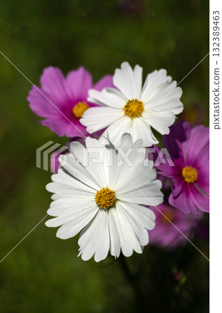 波斯菊花瓣特寫 132389463