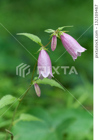 Firefly brush 132389467