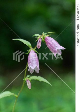 Firefly brush 132389469