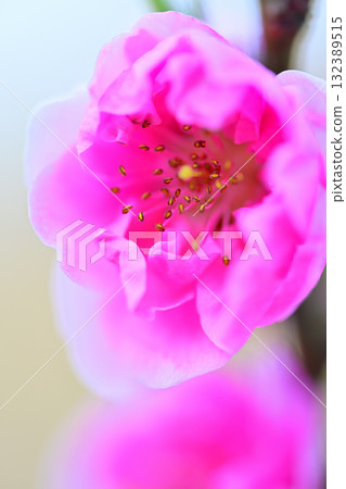 Peach blossoms in full bloom, early spring in the countryside, macro lens photography, Higashichichibu Village 132389515