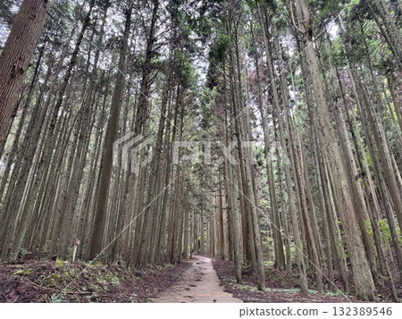 A quiet forest path surrounded by straight cedar trees 132389546