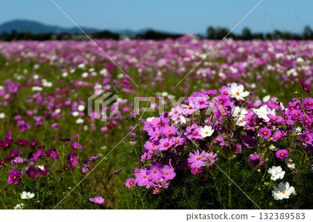 Cosmos field Cosmos field 132389583