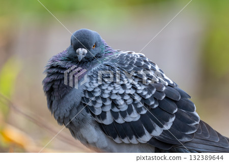 鴿子麵向前方 132389644