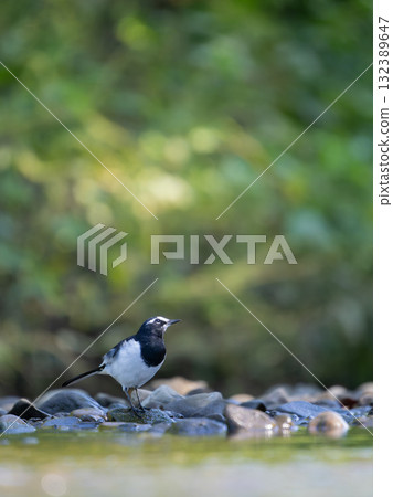 Black-backed wagtail standing by the water Black-backed wagtail standing by the water 132389647