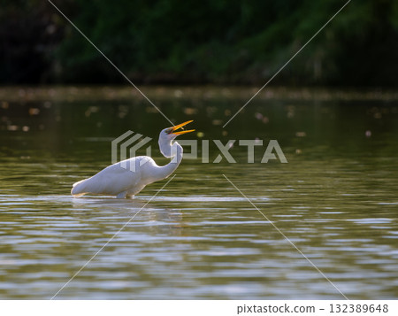 大白鷺覓食 大白鷺覓食 132389648