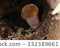 Natural mushroom, Uraguronigaiguchi, with a thick and sturdy stem. One of its distinctive features is the purple dotted pattern on the stem. 132389661