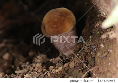 Natural mushroom, Uraguronigaiguchi, with a thick and sturdy stem. One of its distinctive features is the purple dotted pattern on the stem. Natural mushroom, Uraguronigaiguchi, with a thick and sturdy stem. One of its distinctive features is the purple dotted pattern on the stem. 132389661