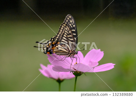 Swallowtail butterfly sucking cosmos nectar 132389880