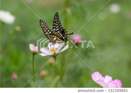 Swallowtail butterfly sucking cosmos nectar 132389881