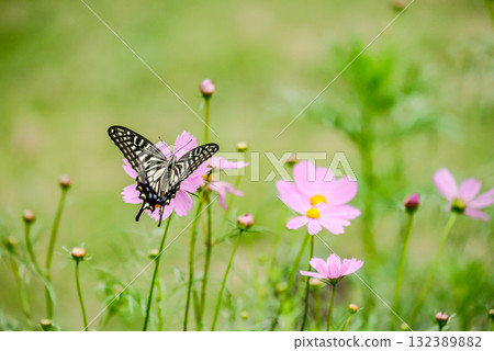 Swallowtail butterfly sucking cosmos nectar Swallowtail butterfly sucking cosmos nectar 132389882