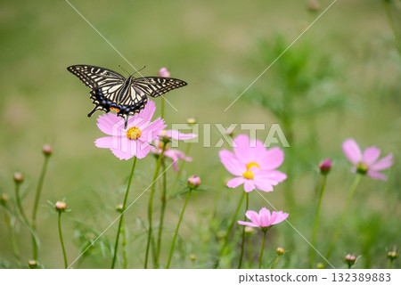 飛翔的燕尾蝶 132389883