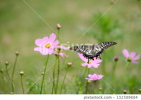 燕尾蝴蝶吮吸宇宙花蜜 132389884