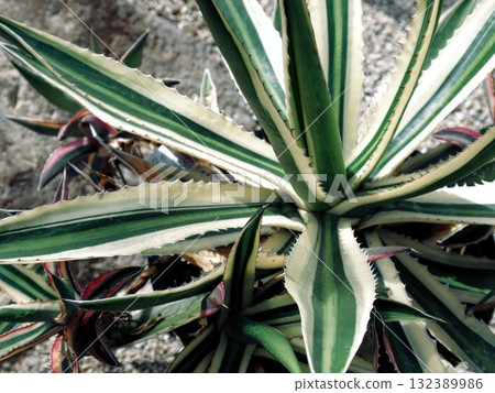 龍舌蘭「四色」（五色萬代） 132389986