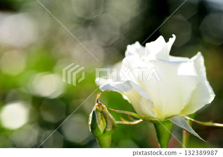 玫瑰花園裡的花 132389987